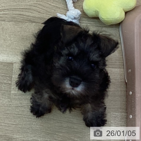 兵庫県のミニチュアシュナウザー (ペットプラス 姫路大津店/2025年11月1日生まれ/男の子/ソルトペッパー)の子犬の4枚目の画像