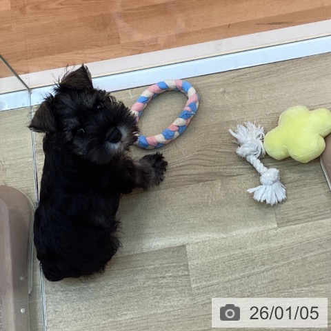 兵庫県のミニチュアシュナウザー (ペットプラス 姫路大津店/2025年11月1日生まれ/男の子/ソルトペッパー)の子犬の3枚目の画像