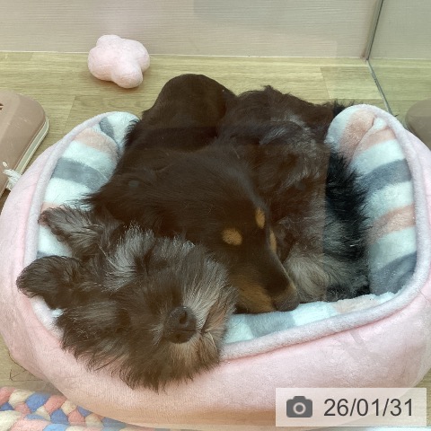 兵庫県のミニチュアシュナウザー (ペットプラス 姫路大津店/2025年11月1日生まれ/男の子/ソルトペッパー)の子犬の3枚目の画像