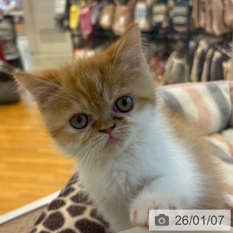 エキゾチックの写真