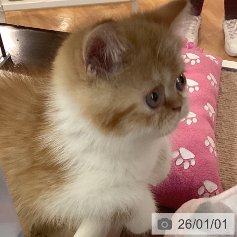 京都府のエキゾチック (ペットプラス イオンモールKYOTO店/2025年11月1日生まれ/女の子/レッドタビーホワイト)の子猫の4枚目の画像