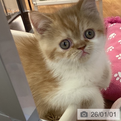 京都府のエキゾチック (ペットプラス イオンモールKYOTO店/2025年11月1日生まれ/女の子/レッドタビーホワイト)の子猫の3枚目の画像