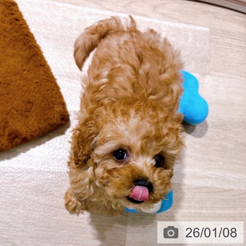 大阪府のトイプードル(トイ) (ペットプラス イオン大日店/2025年11月2日生まれ/女の子/オレンジフォーン)の子犬の4枚目の画像