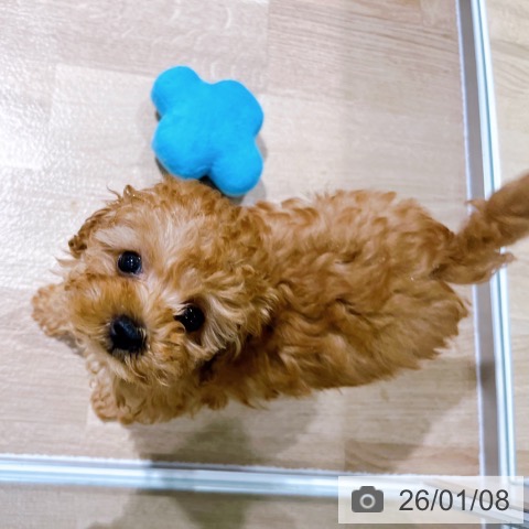 大阪府のトイプードル(トイ) (ペットプラス イオン大日店/2025年11月2日生まれ/女の子/オレンジフォーン)の子犬の3枚目の画像