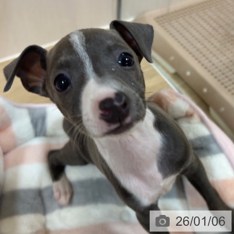 京都府のイタリアングレーハウンド (ペットプラス イオンモールKYOTO店/2025年10月31日生まれ/男の子/ブルーホワイト)の子犬の4枚目の画像