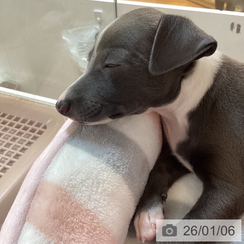 京都府のイタリアングレーハウンド (ペットプラス イオンモールKYOTO店/2025年10月31日生まれ/男の子/ブルーホワイト)の子犬の3枚目の画像