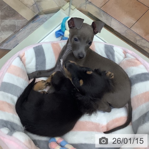 大阪府のイタリアングレーハウンド (ペットプラス 鶴見店/2025年10月31日生まれ/男の子/ブルーホワイト)の子犬の4枚目の画像