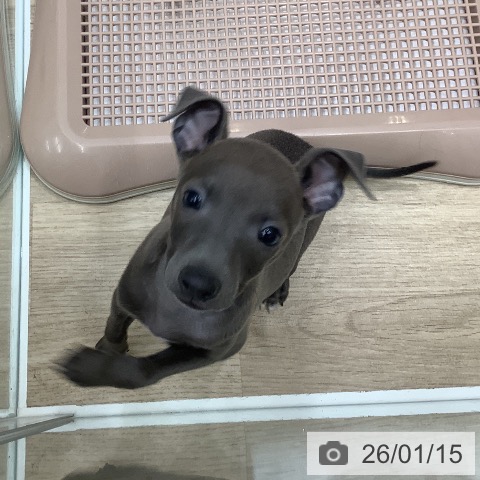 大阪府のイタリアングレーハウンド (ペットプラス 鶴見店/2025年10月31日生まれ/男の子/ブルーホワイト)の子犬の3枚目の画像