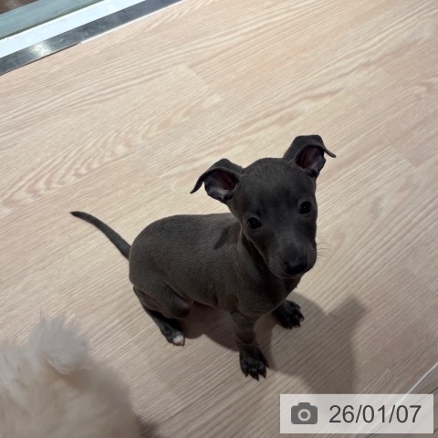 和歌山県のイタリアングレーハウンド (ペットプラス 和歌山店/2025年10月31日生まれ/男の子/ブルーホワイト)の子犬の4枚目の画像