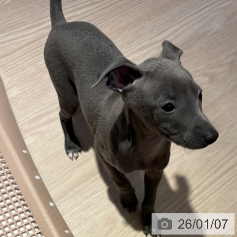 和歌山県のイタリアングレーハウンド (ペットプラス 和歌山店/2025年10月31日生まれ/男の子/ブルーホワイト)の子犬の3枚目の画像