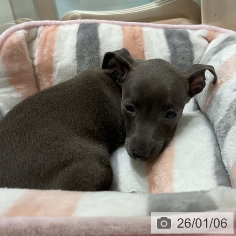 奈良県のイタリアングレーハウンド (ペットプラス 大和郡山店/2025年10月31日生まれ/女の子/ブルーホワイト)の子犬の4枚目の画像