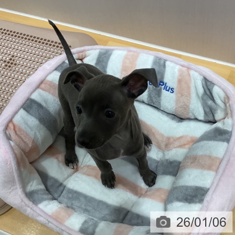 奈良県のイタリアングレーハウンド (ペットプラス 大和郡山店/2025年10月31日生まれ/女の子/ブルーホワイト)の子犬の3枚目の画像