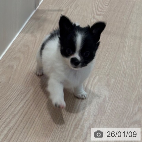 和歌山県のチワワ(ロング) (ペットプラス 和歌山店/2025年10月31日生まれ/男の子/ホワイトブラック)の子犬の3枚目の画像