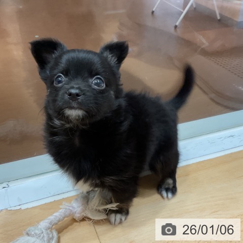 奈良県のチワワ(ロング) (ペットプラス 大和郡山店/2025年10月31日生まれ/女の子/ブラックタンホワイト)の子犬の4枚目の画像