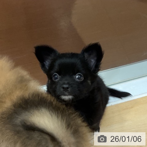 奈良県のチワワ(ロング) (ペットプラス 大和郡山店/2025年10月31日生まれ/女の子/ブラックタンホワイト)の子犬の3枚目の画像