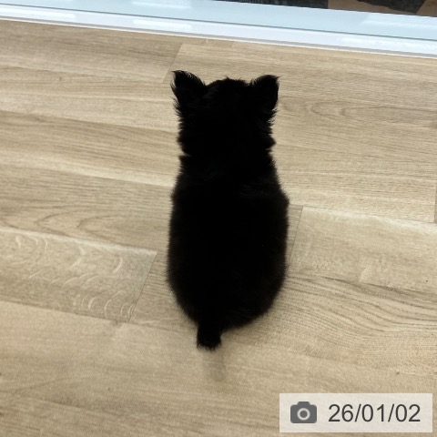 大阪府のチワワ(ロング) (ペットプラス 松原店/2025年10月31日生まれ/女の子/ブラッククリーム)の子犬の4枚目の画像