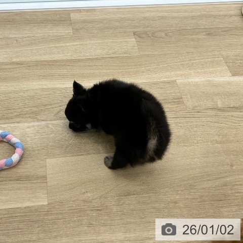 大阪府のチワワ(ロング) (ペットプラス 松原店/2025年10月31日生まれ/女の子/ブラッククリーム)の子犬の3枚目の画像