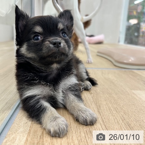 大阪府のチワワ(ロング) (ペットプラス 松原店/2025年10月31日生まれ/女の子/ブラッククリーム)の子犬の3枚目の画像