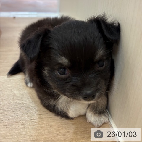 大阪府のチワワ(ロング) (ペットプラス 大阪ドームシティ店/2025年10月31日生まれ/男の子/ブラッククリーム)の子犬の4枚目の画像