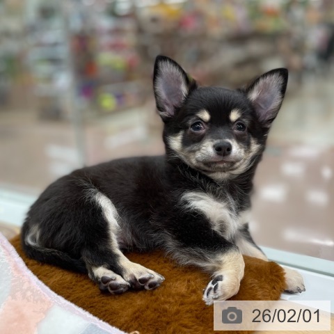 チワワの写真