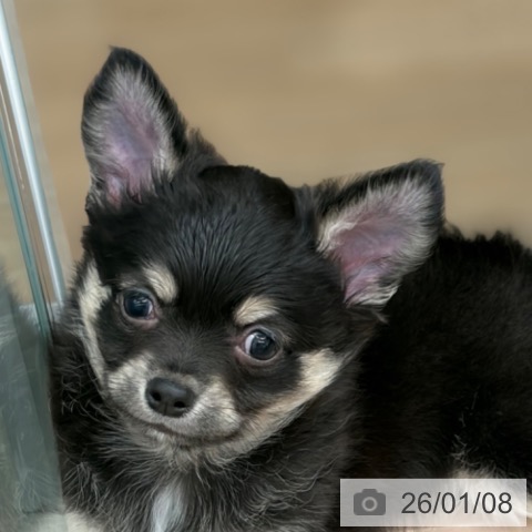 京都府のチワワ(ロング) (ペットプラス 京都桂川店/2025年10月31日生まれ/男の子/ブラッククリームホワイト)の子犬の4枚目の画像