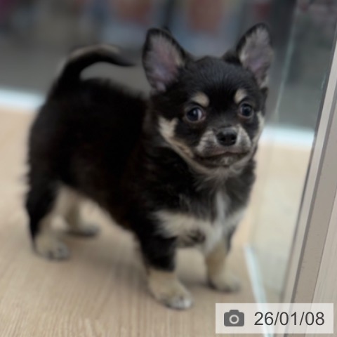 京都府のチワワ(ロング) (ペットプラス 京都桂川店/2025年10月31日生まれ/男の子/ブラッククリームホワイト)の子犬の3枚目の画像