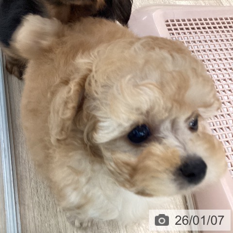 大阪府のトイプードル(トイ) (ペットプラス りんくう泉南店/2025年10月31日生まれ/女の子/アプリコット)の子犬の4枚目の画像