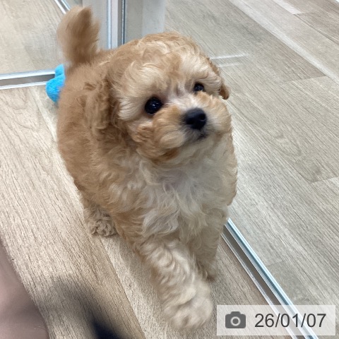 大阪府のトイプードル(トイ) (ペットプラス りんくう泉南店/2025年10月31日生まれ/女の子/アプリコット)の子犬の3枚目の画像