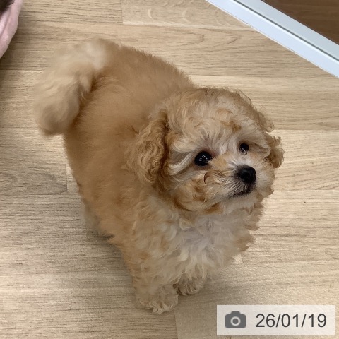 大阪府のトイプードル(トイ) (ペットプラス りんくう泉南店/2025年10月31日生まれ/女の子/アプリコット)の子犬の3枚目の画像