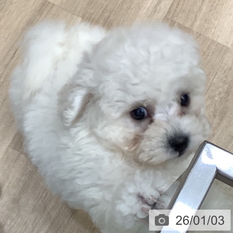 大阪府のビションフリーゼ (ペットプラス 鶴見店/2025年10月30日生まれ/男の子/ホワイト)の子犬の4枚目の画像