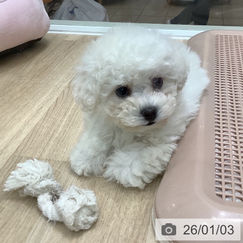 大阪府のビションフリーゼ (ペットプラス 鶴見店/2025年10月30日生まれ/男の子/ホワイト)の子犬の3枚目の画像