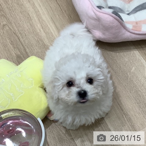 大阪府のビションフリーゼ (ペットプラス 鶴見店/2025年10月30日生まれ/男の子/ホワイト)の子犬の4枚目の画像