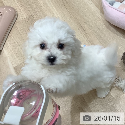 大阪府のビションフリーゼ (ペットプラス 鶴見店/2025年10月30日生まれ/男の子/ホワイト)の子犬の3枚目の画像