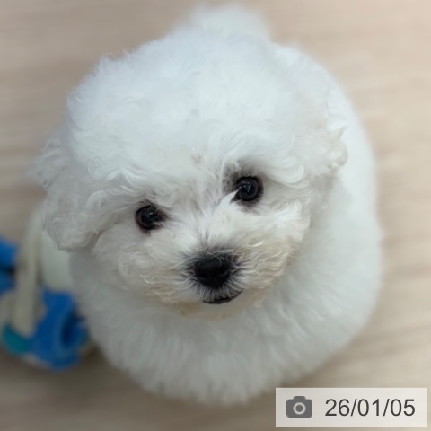 京都府のビションフリーゼ (ペットプラス 京都桂川店/2025年10月30日生まれ/男の子/ホワイト)の子犬の3枚目の画像