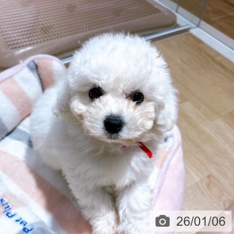 大阪府のビションフリーゼ (ペットプラス イオン大日店/2025年10月30日生まれ/女の子/ホワイト)の子犬の4枚目の画像