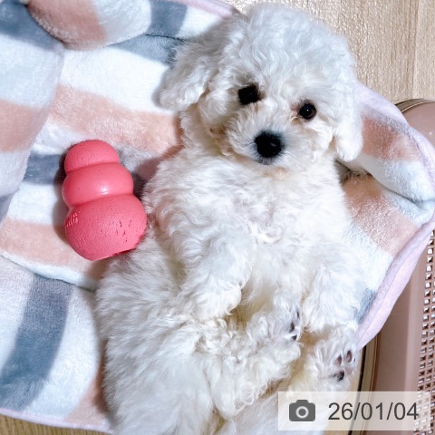 大阪府のビションフリーゼ (ペットプラス イオン大日店/2025年10月30日生まれ/女の子/ホワイト)の子犬の3枚目の画像