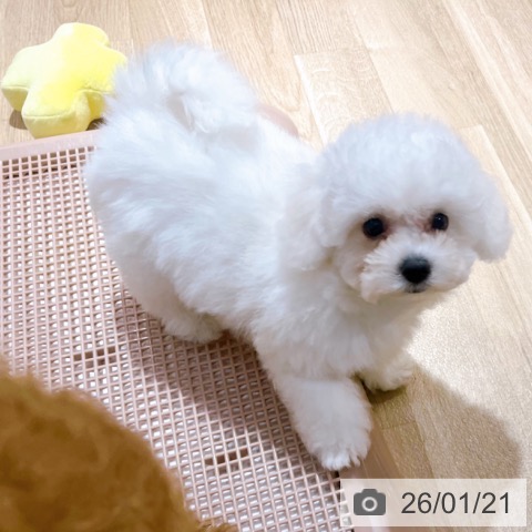 大阪府のビションフリーゼ (ペットプラス イオン大日店/2025年10月30日生まれ/女の子/ホワイト)の子犬の4枚目の画像