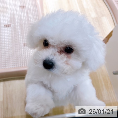 大阪府のビションフリーゼ (ペットプラス イオン大日店/2025年10月30日生まれ/女の子/ホワイト)の子犬の3枚目の画像