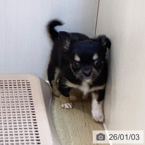 京都府のチワワ(ロング) (ペットプラス イオンモールKYOTO店/2025年11月2日生まれ/男の子/ブラックタン)の子犬の4枚目の画像