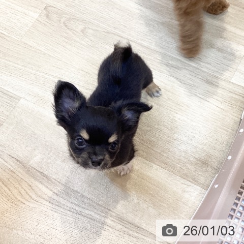 京都府のチワワ(ロング) (ペットプラス イオンモールKYOTO店/2025年11月2日生まれ/男の子/ブラックタン)の子犬の3枚目の画像