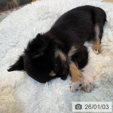 京都府のチワワ(ロング) (ペットプラス イオンモールKYOTO店/2025年11月2日生まれ/男の子/ブラックタン)の子犬の4枚目の画像