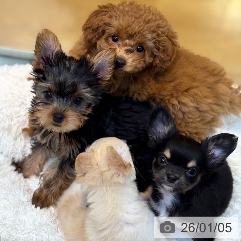 京都府のチワワ(ロング) (ペットプラス イオンモールKYOTO店/2025年11月2日生まれ/男の子/ブラックタン)の子犬の3枚目の画像