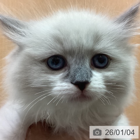 ラグドールの写真