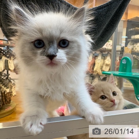 ラグドールの写真