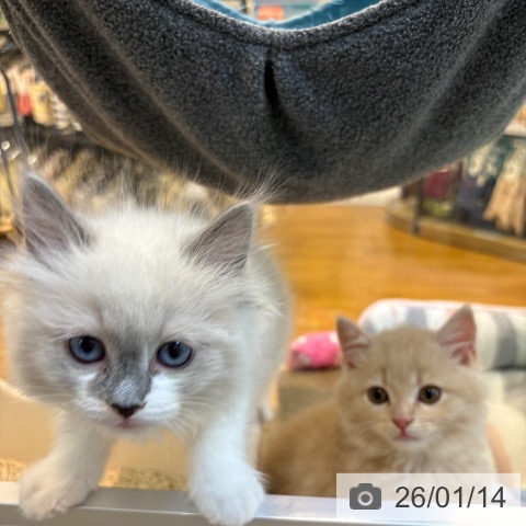 ラグドールの写真