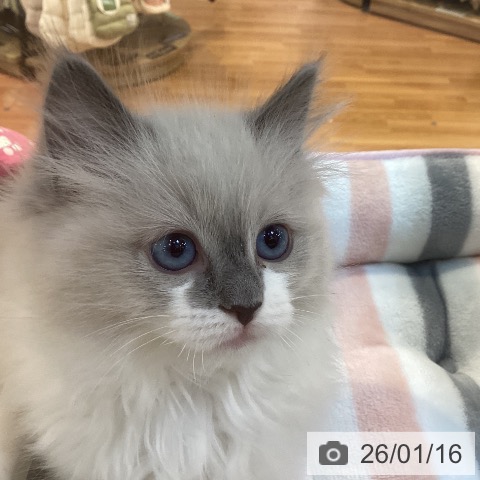 ラグドールの写真