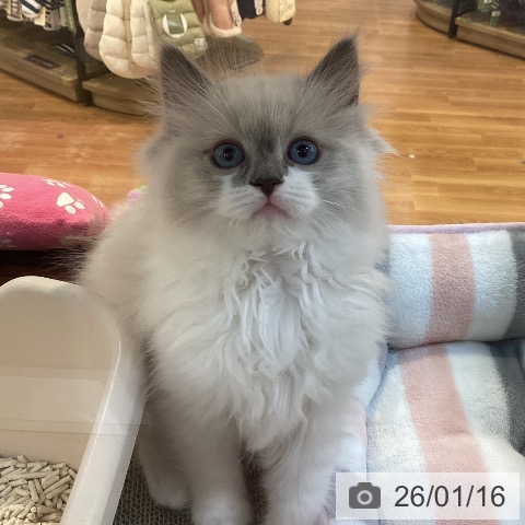 ラグドールの写真