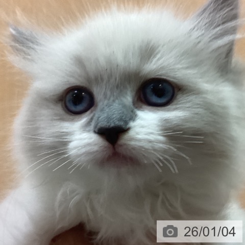 京都府のラグドール (ペットプラス イオンモールKYOTO店/2025年11月3日生まれ/女の子/ブルーポイントミテッド)の子猫の4枚目の画像