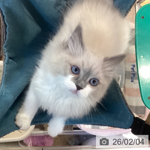 ラグドールの写真