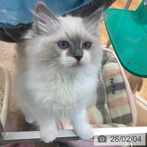 ラグドールの写真